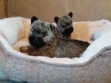 Cairn Terrier puppies Image eClassifieds4u 2