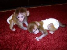 Capuchin monkeys for adoption Image eClassifieds4U