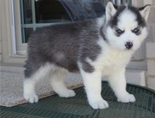 Charming Siberian husky puppies available Image eClassifieds4u 2