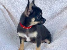 Chihuahua puppies available Image eClassifieds4u 2