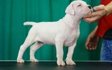 Dogo Argentino Puppies Image eClassifieds4U