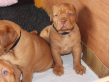 Dogue De Bordeaux puppies available Image eClassifieds4U