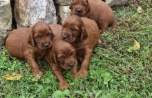 Irish Setter Puppies Image eClassifieds4U