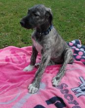 male and female Irish Wolfhound puppies Image eClassifieds4u 2