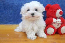 Maltese Puppies available Image eClassifieds4u 2