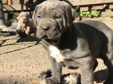 Neapolitan Mastiff puppies Image eClassifieds4U