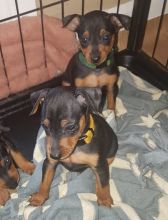 Quality Miniature Pinscher Puppies Image eClassifieds4u 2