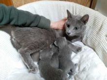 Russian Blue Kittens Image eClassifieds4U