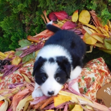 Super Border Collie puppies male and female ready for new homes Image eClassifieds4u 1