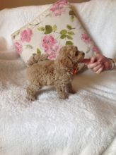 Toy Poodle Puppies Image eClassifieds4u 2