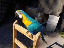 Very Tame Baby Blue And Gold Macaws - Can Deliver Image eClassifieds4u 3