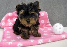 Yorkie puppies Image eClassifieds4u 3