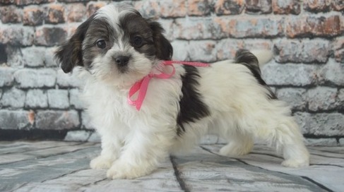 Malshi Puppies available Image eClassifieds4u