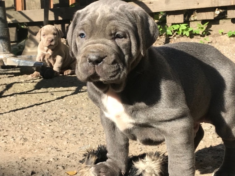 Neapolitan Mastiff puppies Image eClassifieds4u