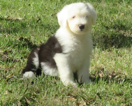 Old English Sheepdog puppies Image eClassifieds4u