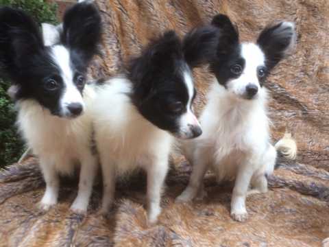 Papillon Puppies for sale Image eClassifieds4u
