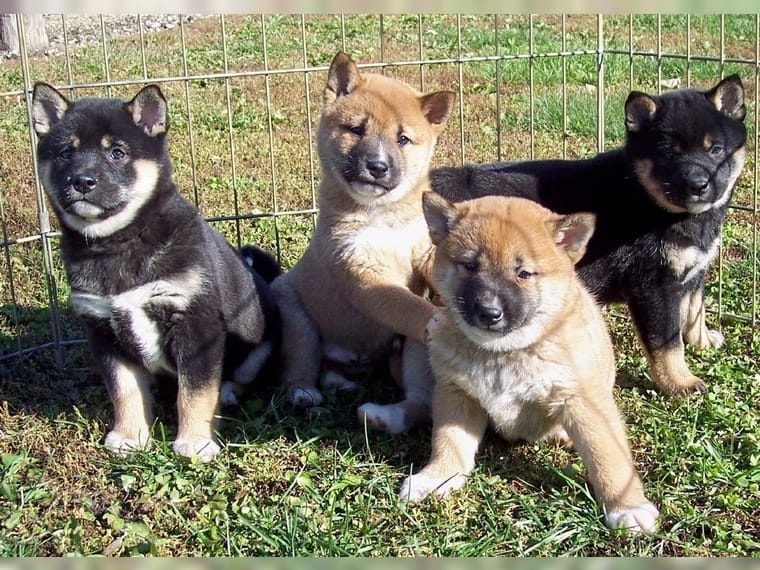 shiba Inu puppies Image eClassifieds4u