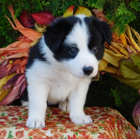 Super Border Collie puppies male and female ready for new homes Image eClassifieds4u