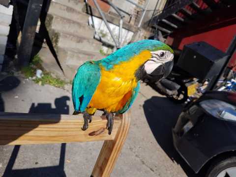 Very Tame Baby Blue And Gold Macaws - Can Deliver Image eClassifieds4u