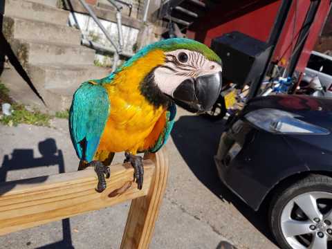 Very Tame Baby Blue And Gold Macaws - Can Deliver Image eClassifieds4u