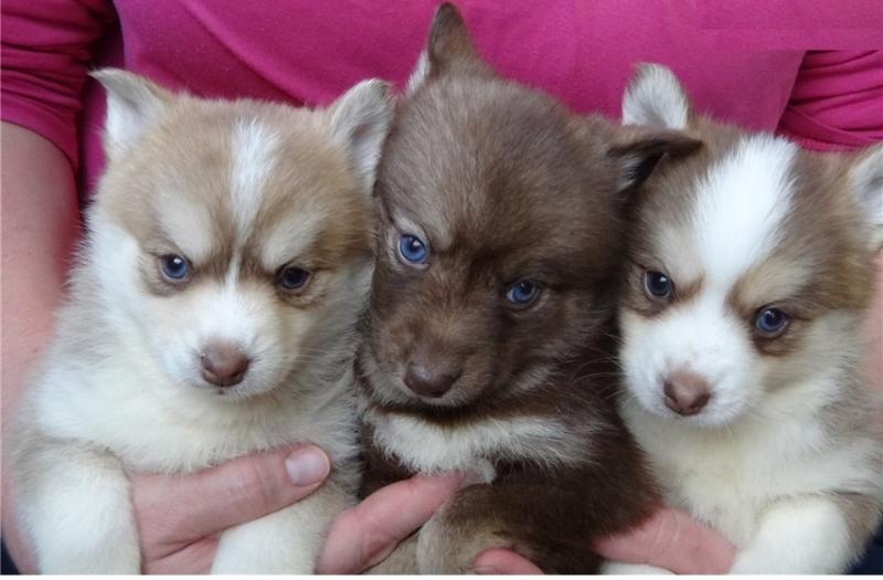 ✶✧ 😍 Beautiful Pomsky Puppies Available ✶✧ 😍 Image eClassifieds4u