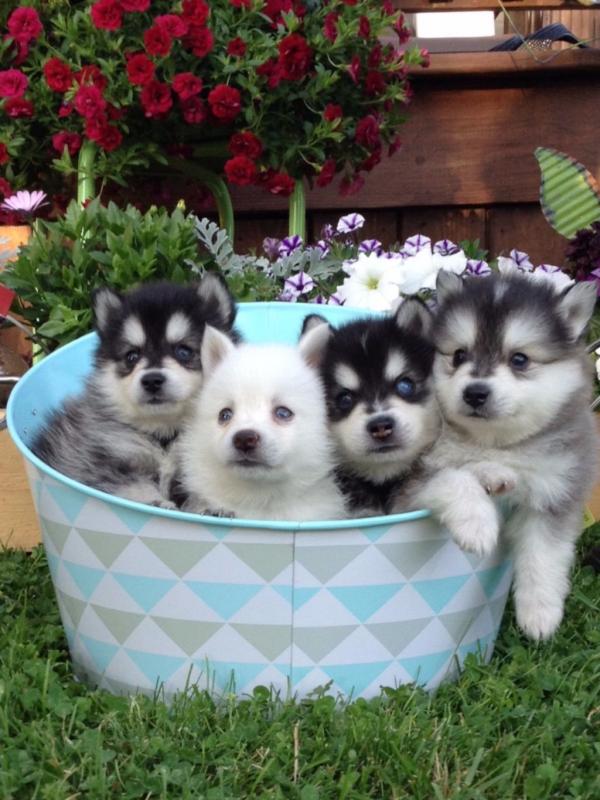 ✶✧ 😍 Beautiful Pomsky Puppies Available ✶✧ 😍 Image eClassifieds4u