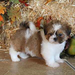🎄 Lovely male and female Shih Tzu Puppies for Adoption 🎄 Image eClassifieds4u