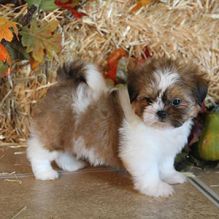🎄 Lovely male and female Shih Tzu Puppies for Adoption 🎄