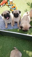 Adorable Pug puppies ready for new home now