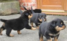 Beautiful male and female Rottweiler puppies