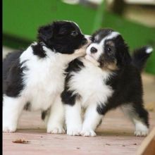 Cute male and female Border Collie Puppies