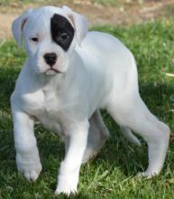 Dogo Argentino puppies available