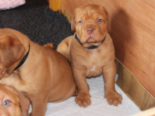 Dogue De Bordeaux puppies available