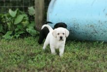 Labrador Retriever Puppies For Sale