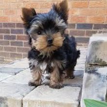 male and female Yorkshire terrier puppies