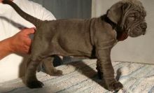 Neapolitan Mastiff puppies