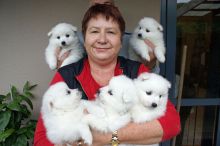 Purebred Japanese Splitz Puppies Ready