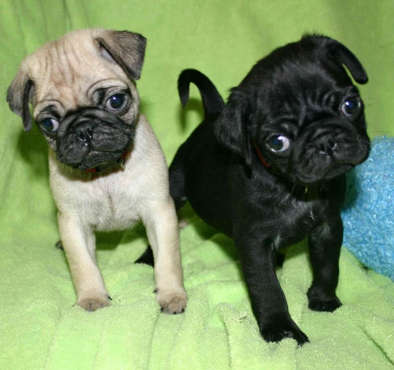 Adorable Pug puppies ready for new home now Image eClassifieds4u