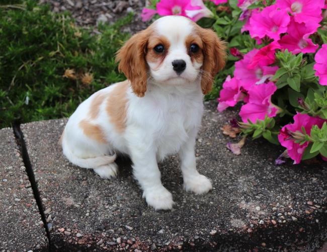 Cute Cavalier king charles spaniel Puppies available Image eClassifieds4u