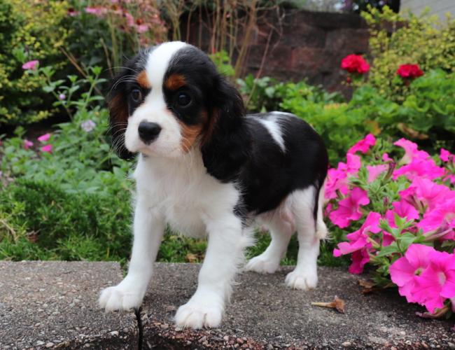 Cute Cavalier king charles spaniel Puppies available Image eClassifieds4u