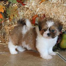 🎄 Lovely male and female Shih Tzu Puppies for Adoption 🎄 Image eClassifieds4U