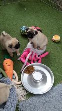 Adorable Pug puppies ready for new home now Image eClassifieds4u 3