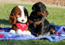 Doberman Pinscher Puppies Image eClassifieds4U