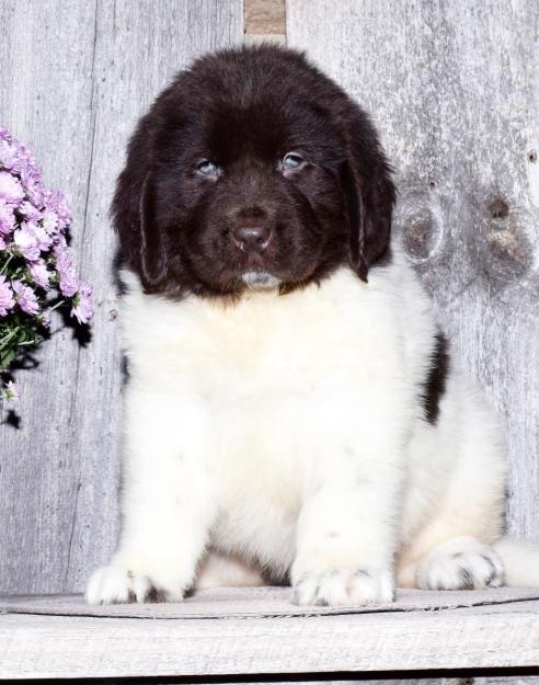 🎄🎄 Ckc ☮ Male 🐕 Female 🎄 Newfoundland puppies 🏠💕Delivery is possible🌎✈️ Image eClassifieds4u