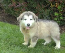 🎄🎄 Ckc ☮ Male 🐕 Female 🎄 Alaskan Malamute Puppies 🏠💕Delivery is possible🌎✈