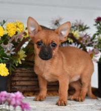 🎄🎄 Ckc ☮ Male 🐕 Female 🎄 Chihuahua Puppies 🏠💕Delivery is possible🌎✈️ ]