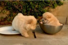 🎄🎄 Ckc ☮ Male 🐕 Female 🎄 Chow Chow Puppies 🏠💕Delivery is possible🌎✈️