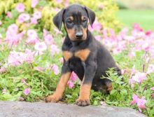 🎄🎄 Ckc ☮ Male 🐕 Female 🎄 Doberman Pinscher Puppies 🏠💕Delivery is possible🌎✈
