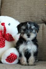 🎄🎄 Ckc ☮ Male 🐕 Female 🎄 Morkie Puppies 🏠💕Delivery is possible🌎✈️ ]