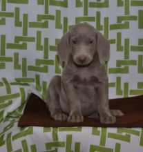 🎄🎄 Ckc ☮ Male 🐕 Female 🎄 Weimaraner Puppies 🏠💕Delivery is possible🌎✈️